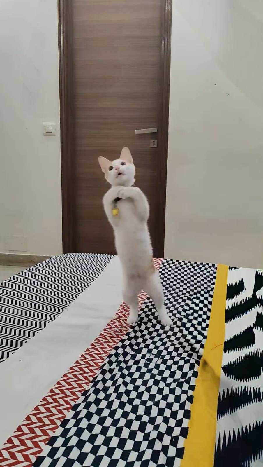 Barfi, UndrAds office pet