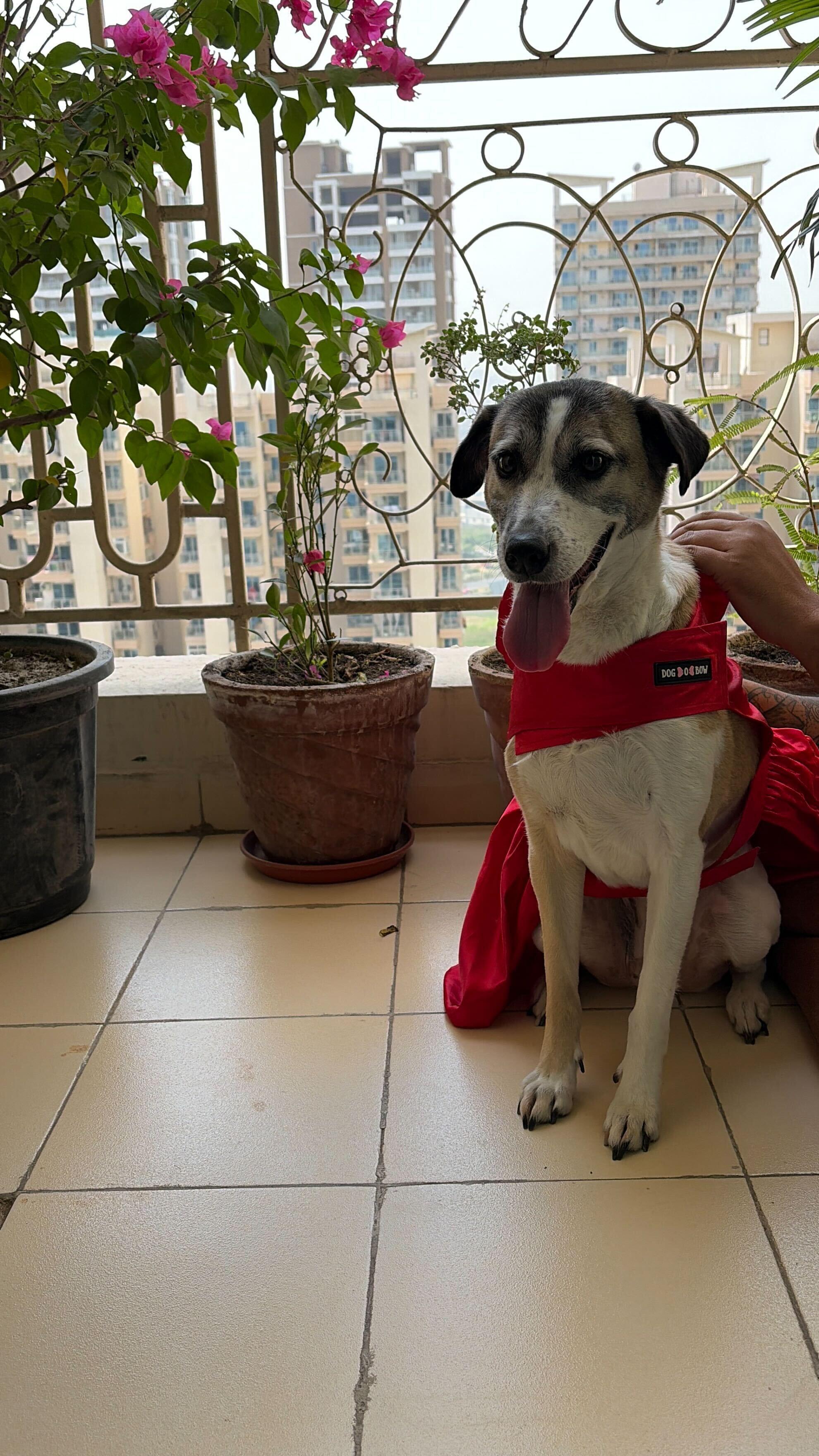 Chai, UndrAds office pet