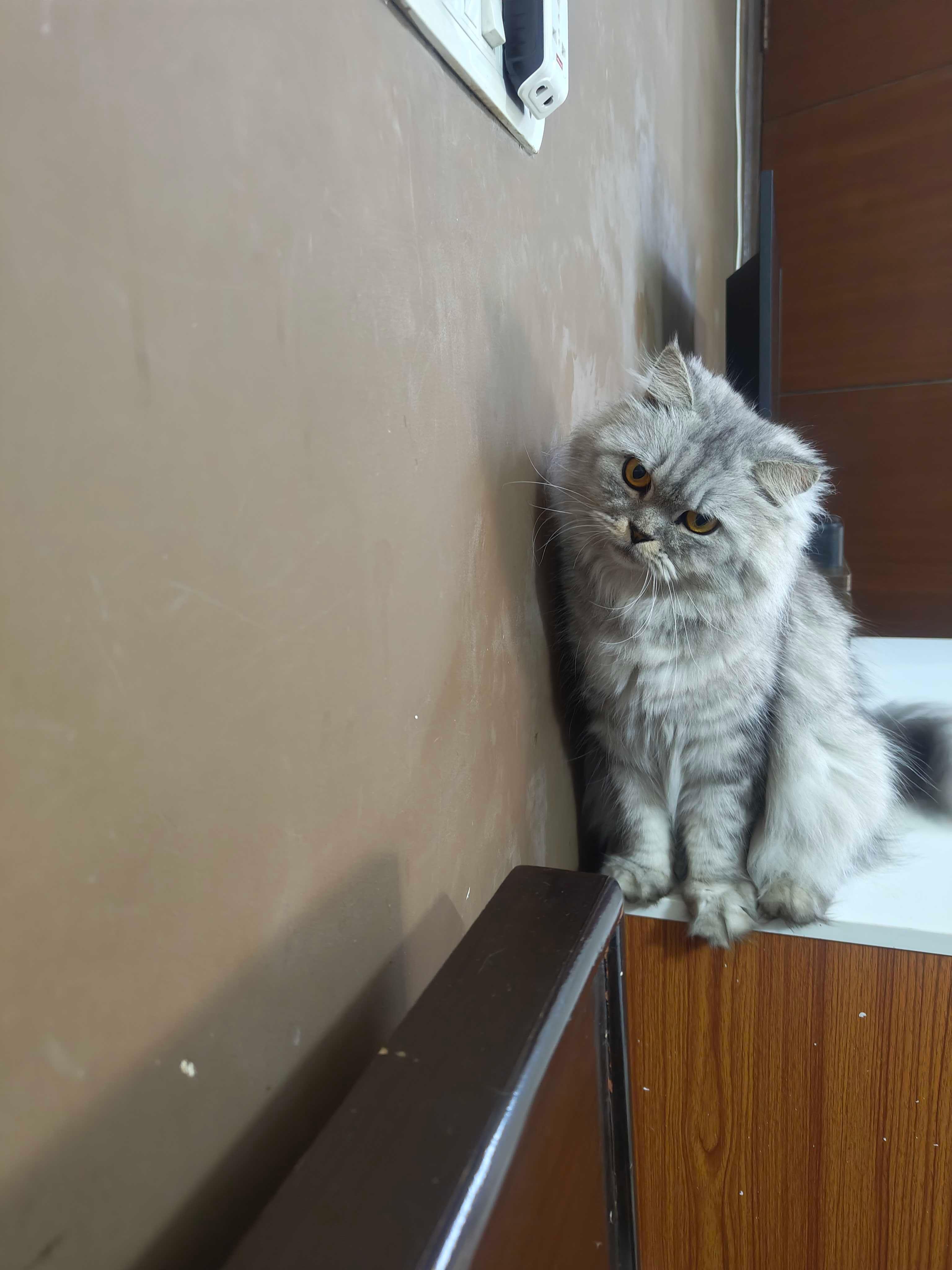 Grace, UndrAds office pet