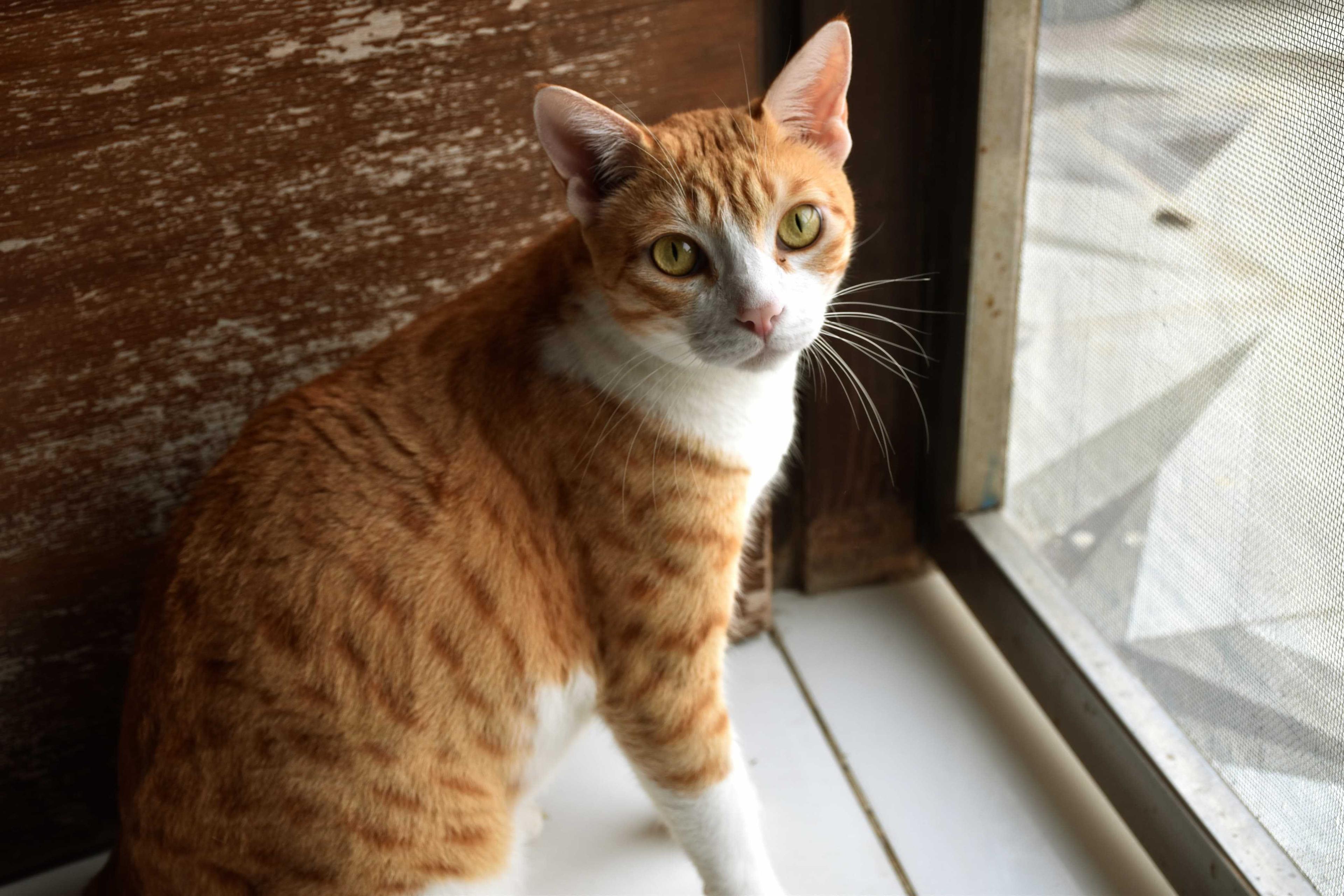 Snow, UndrAds office pet
